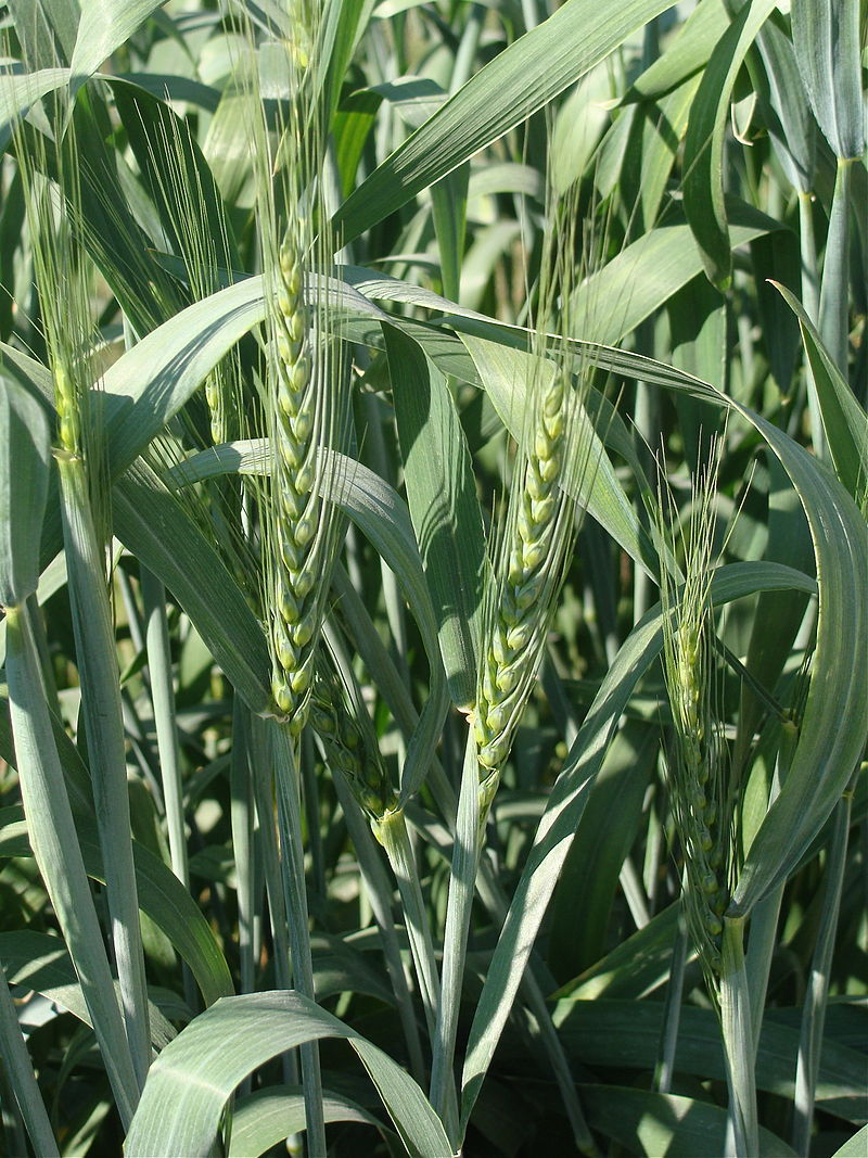 Класи пшениці: загальна інформація