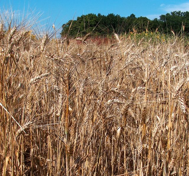 Які бувають види пшениці?