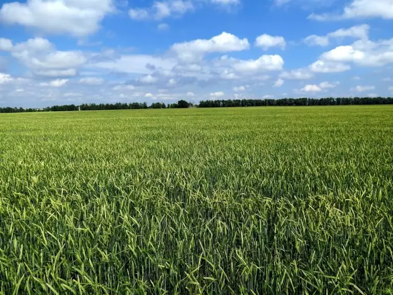 Як захистити зерно від гризунів комор і інших шкідників?