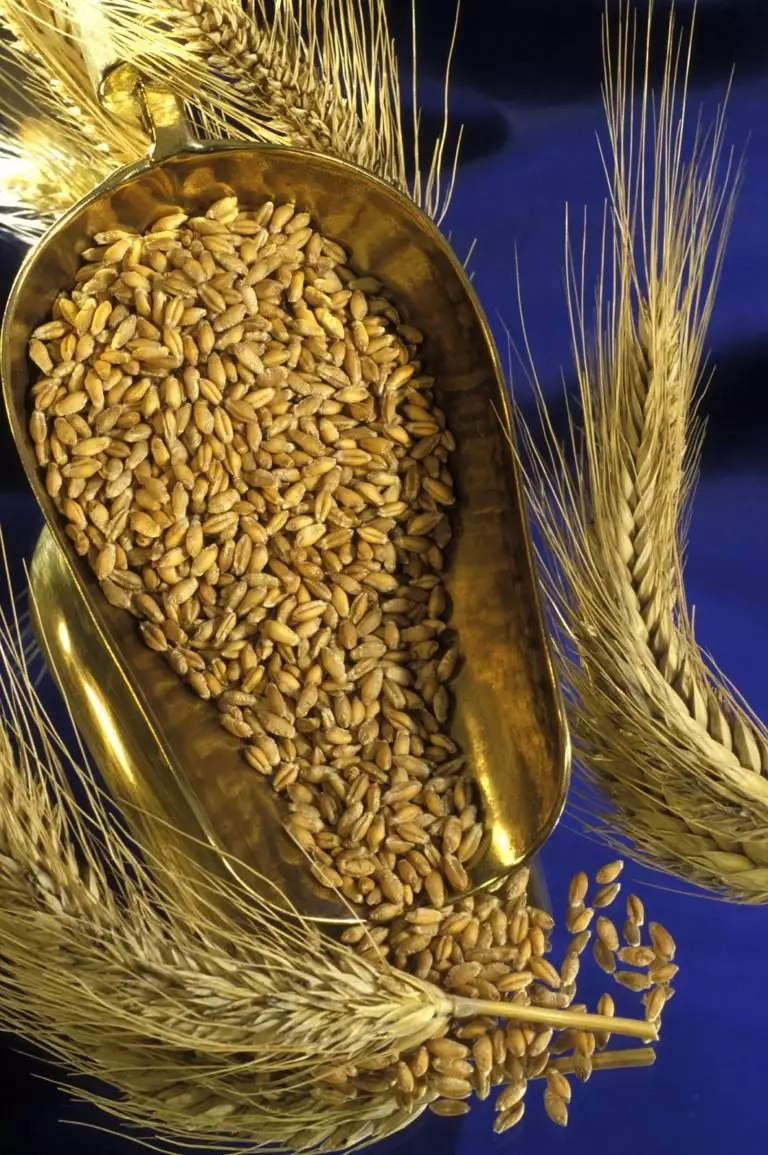 Відмінності біохімічного складу різних сортів борошна тритикале