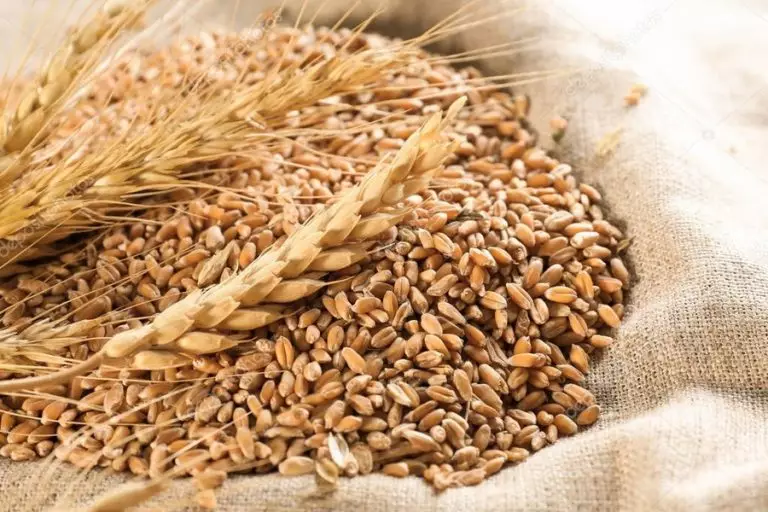 Як визначити число падіння зерна: спеціальний прилад ПЧП для аналізу кількості падіння зерна