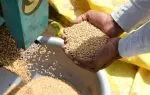Зерновые культуры: основные виды, популярные сорта и условия выращивания