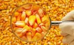 Кукуруза — стандарты качества и переработка