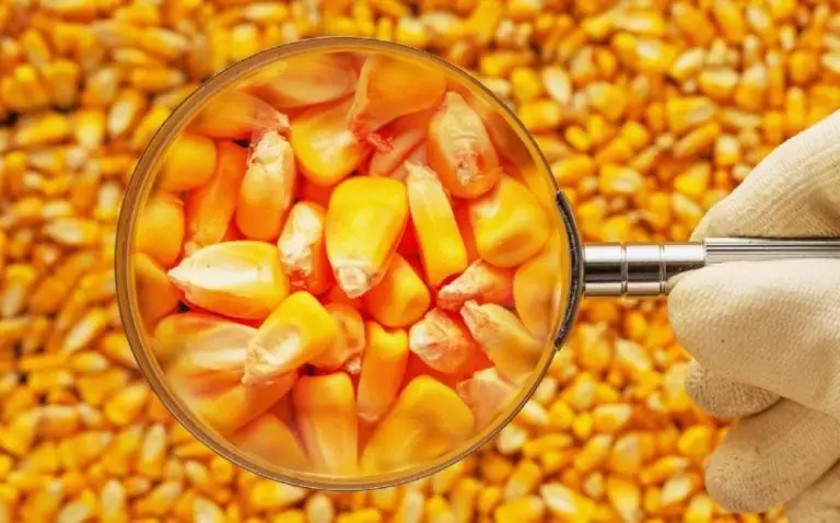Кукурудза – стандарти якості та переробка