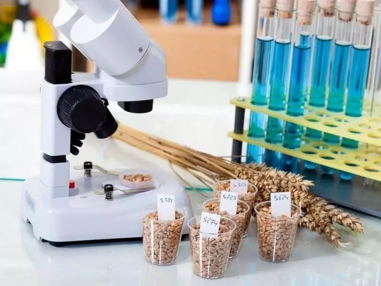 Вплив вмісту вологи на якість зерна: методи вимірювання та рекомендації щодо зберігання