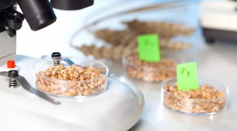 Використання лабораторного обладнання для контролю якості зерна перед його переробкою на продукти харчування