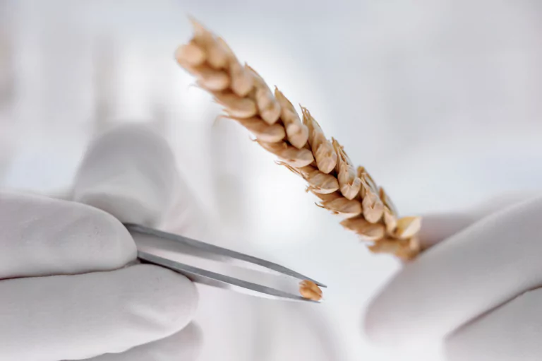 Показатели качества зерна пшеницы и факторы на них влияющие