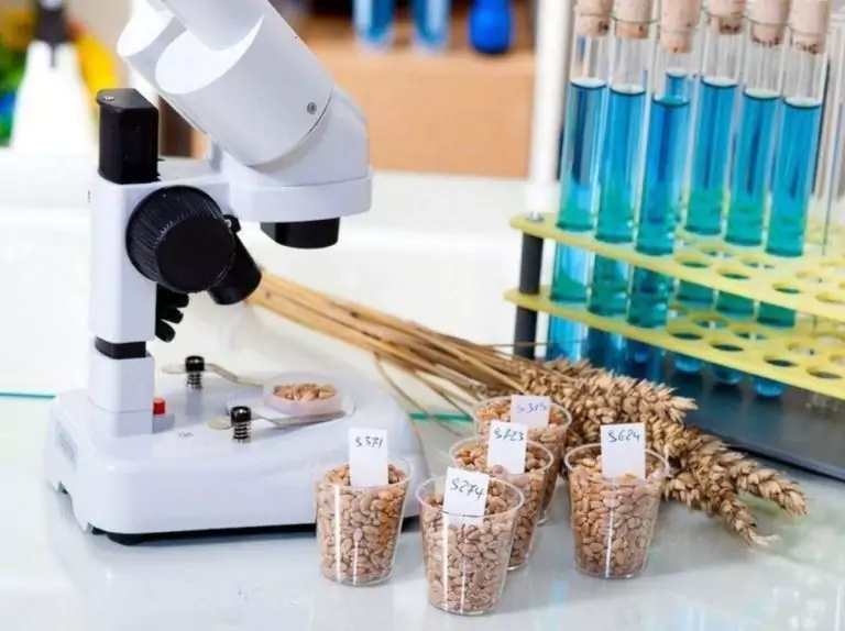 Как определяют качество пшеницы в лабораторных условиях